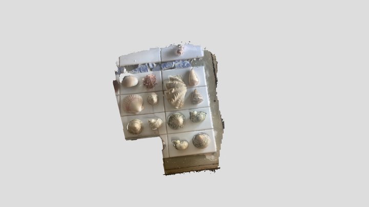 Shells 1 3D Model