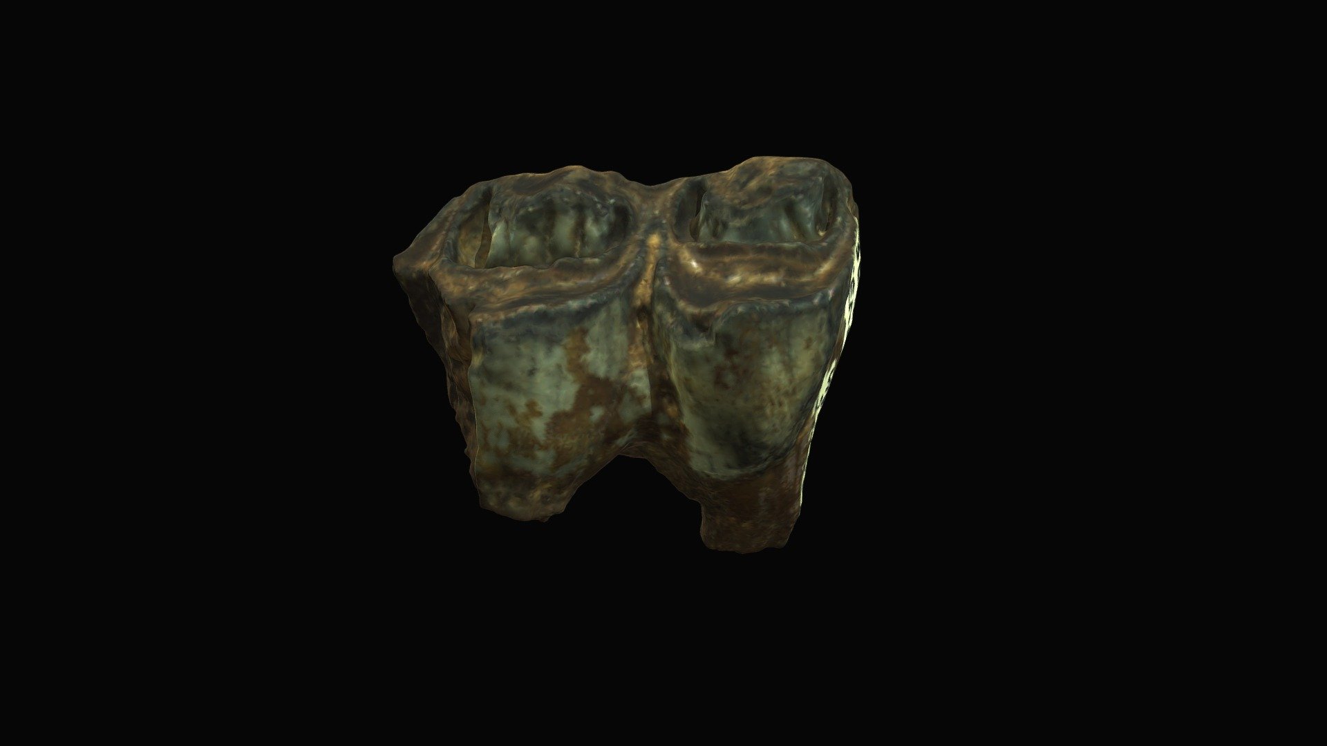 Helmeted Muskox, lower molar. Big Bone Lick, KY.