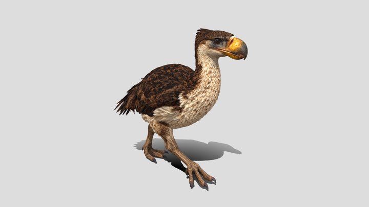 Phorusrhacos Bird 3d model free
