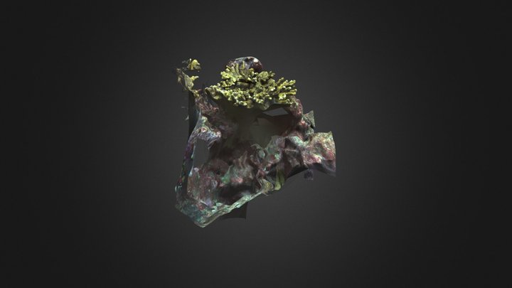 #22- Pocillopora - Cueva - 27/03/2024 3D Model