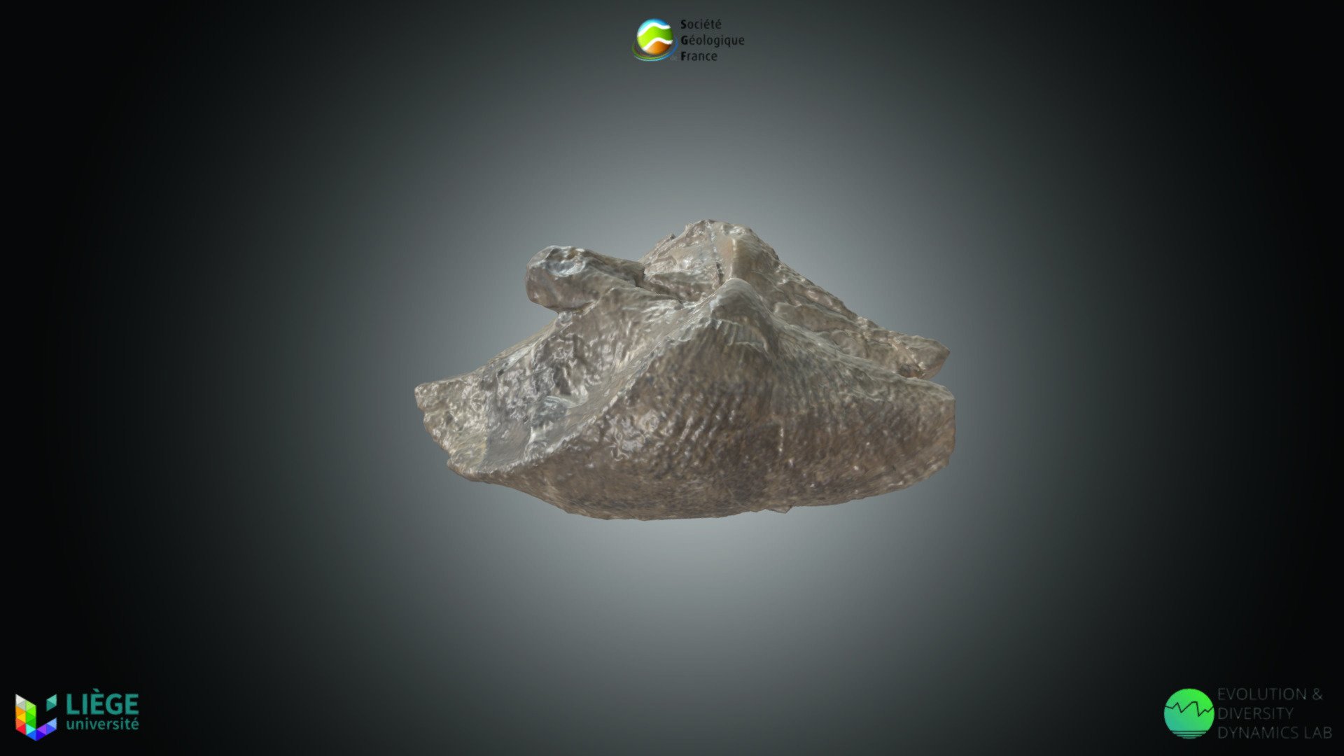 Rostrochonchia - Hippocardia herculea - Download Free 3D model by ...