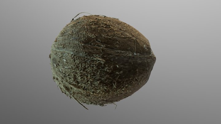 High quality coconut scan 3D Model