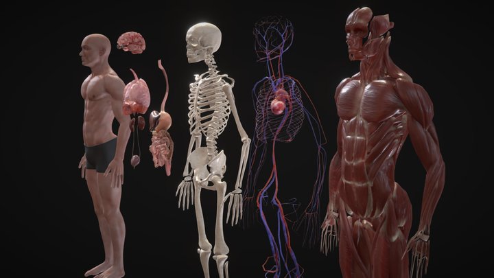 Animated Full Human Body Anatomy 3D Model