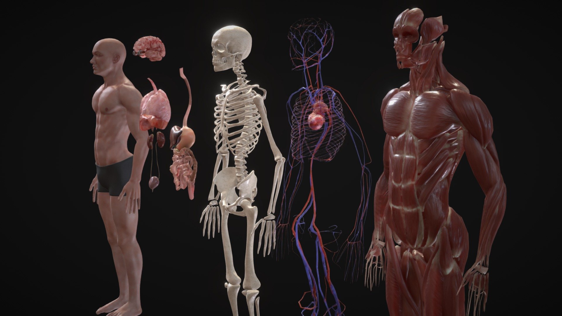 Animated Full Human Body Anatomy - Buy Royalty Free 3D model by AVRcontent  (@AVRcontent) [9b0b079]