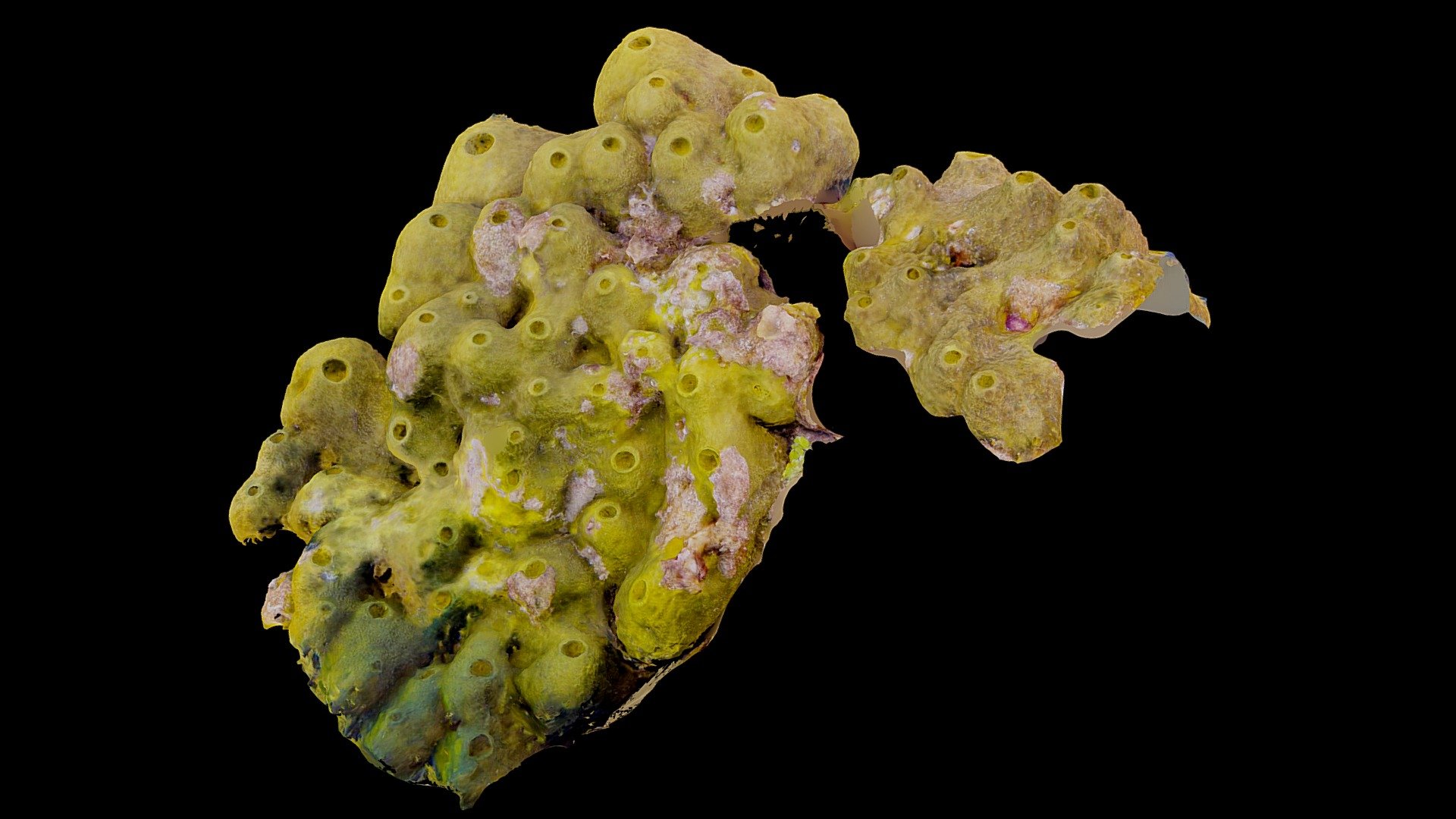 #31: Smenospongia conulosa
