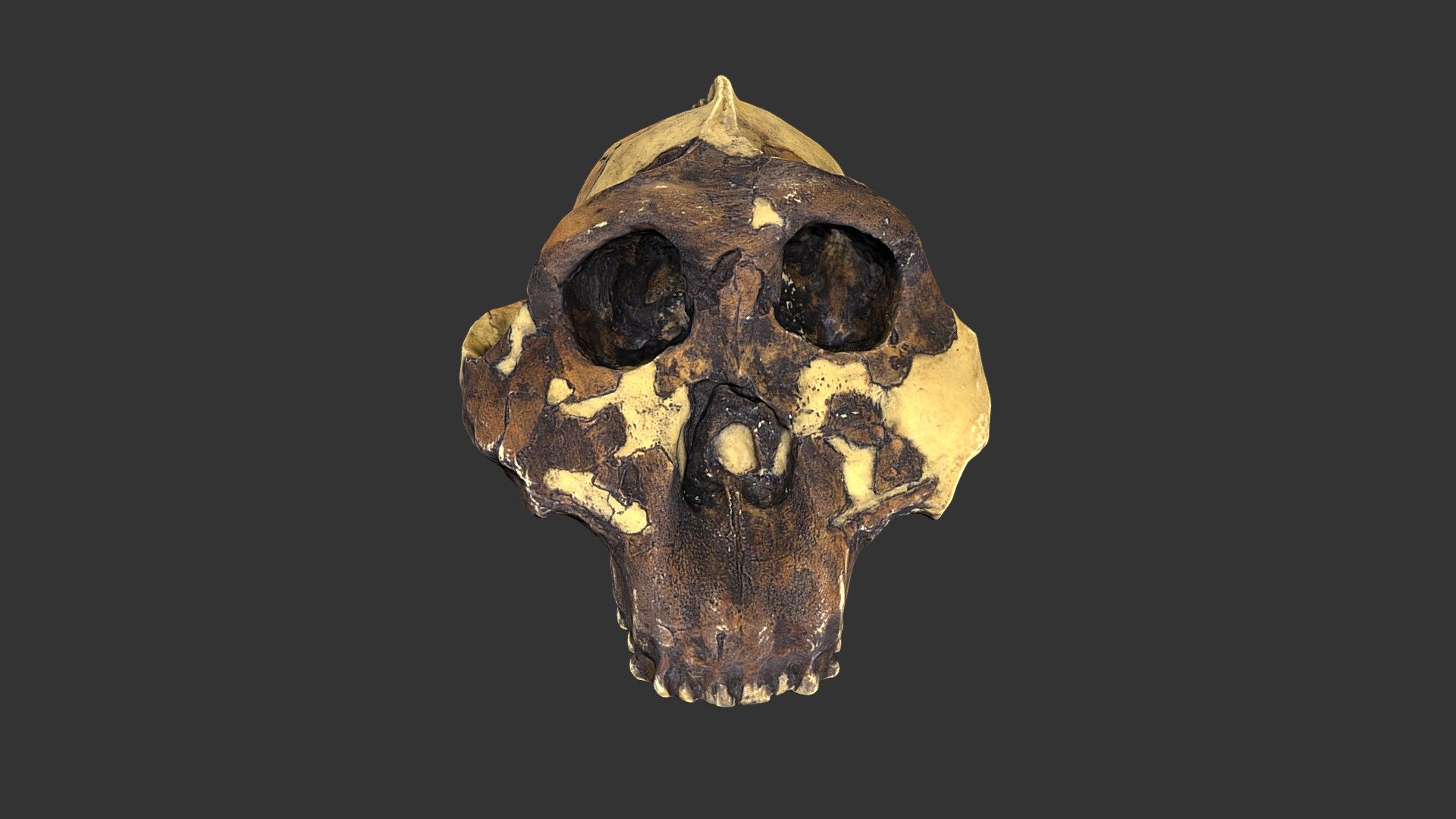 Paranthropus boisei (2501.1rp74-1) - cranium
