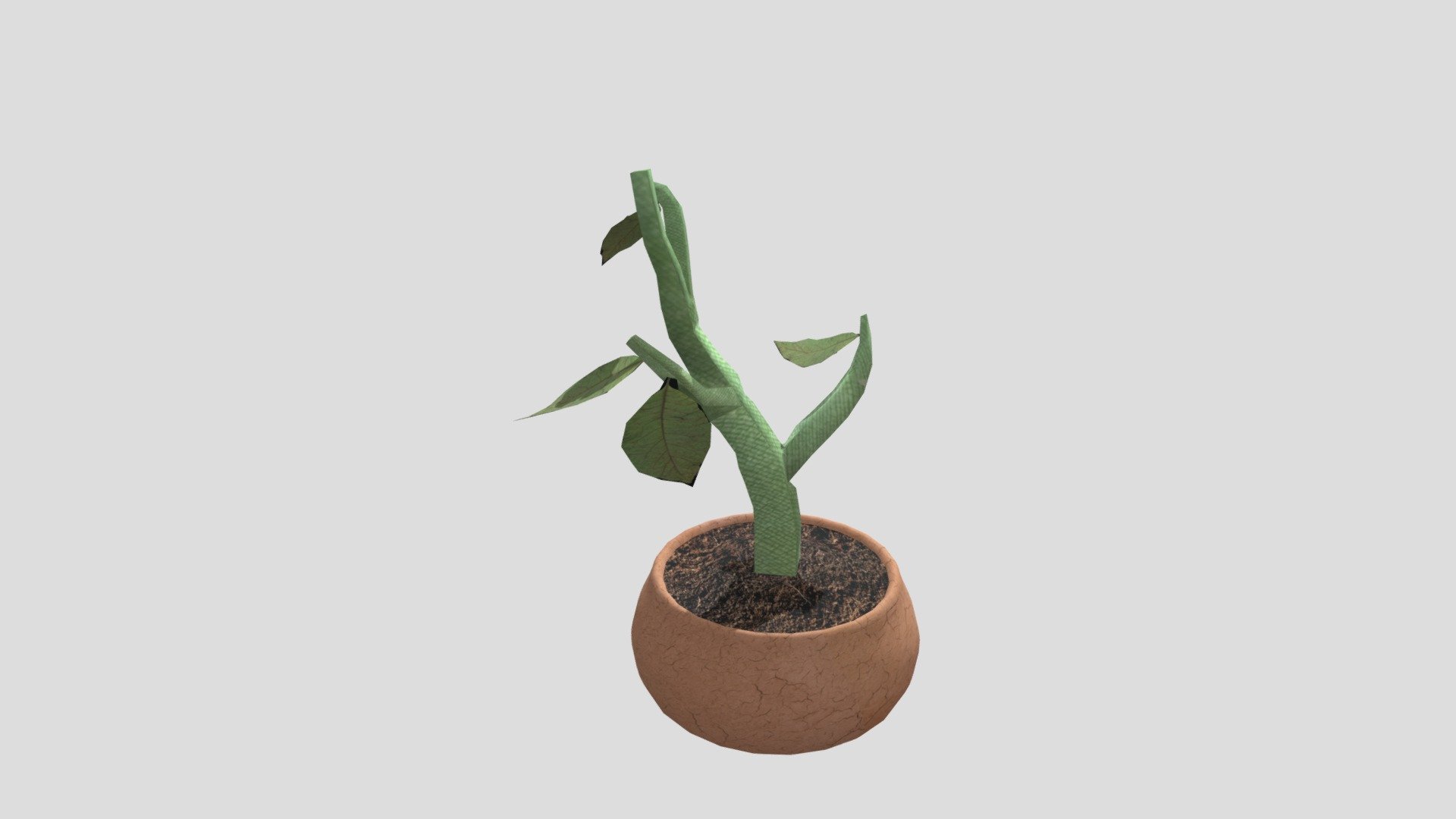 wk8_plant