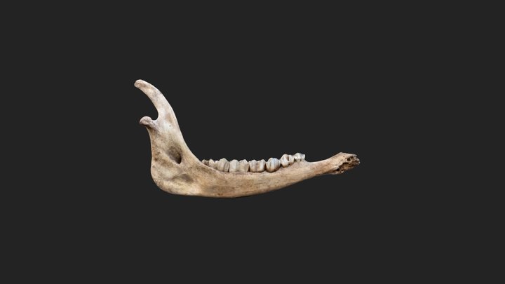 Single Antelope (Kudu) jaw bone 3D Model