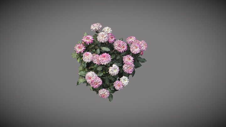 Bouquet de Dahlia 3D Model