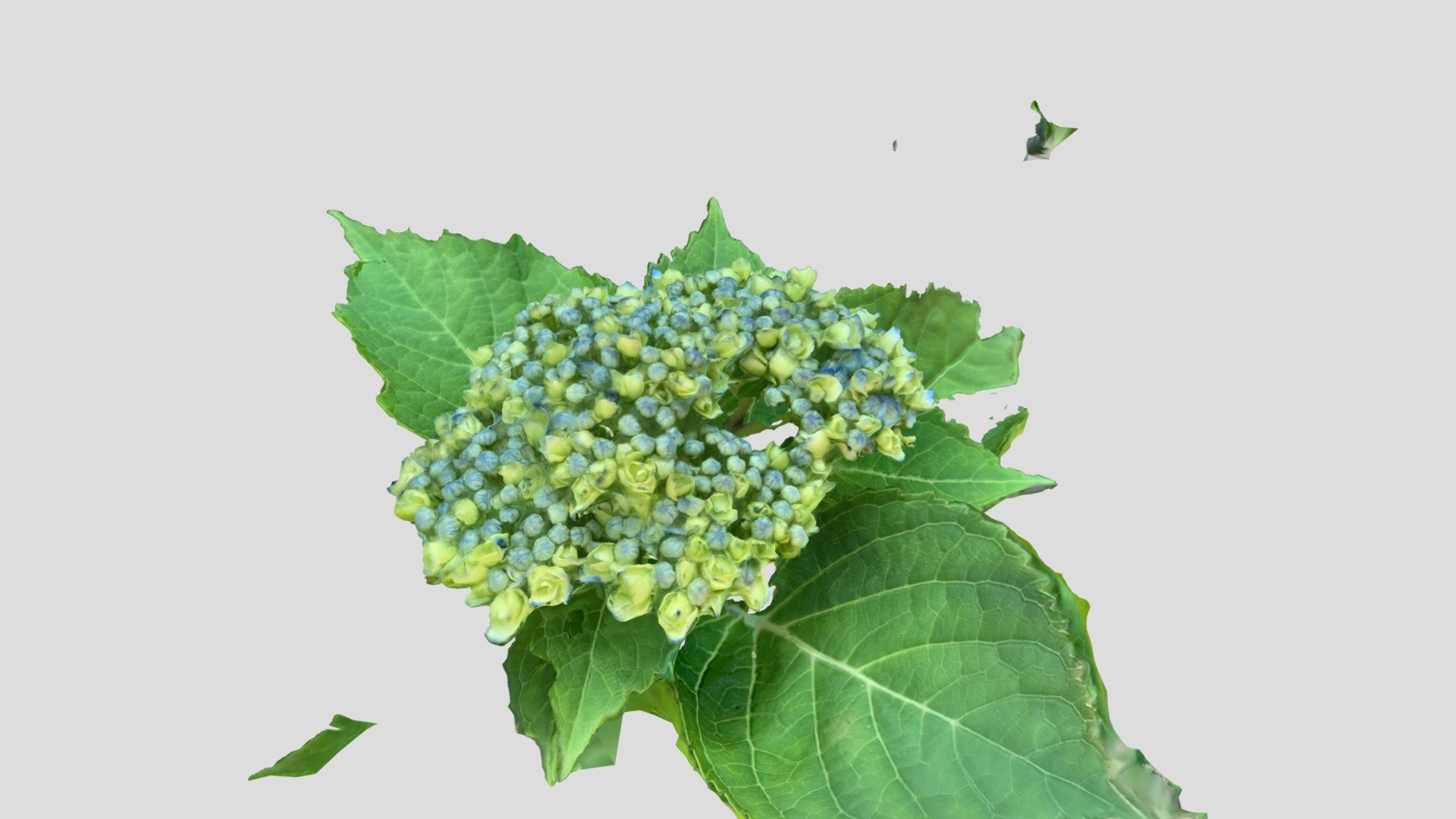 Hydrangea（紫陽花）