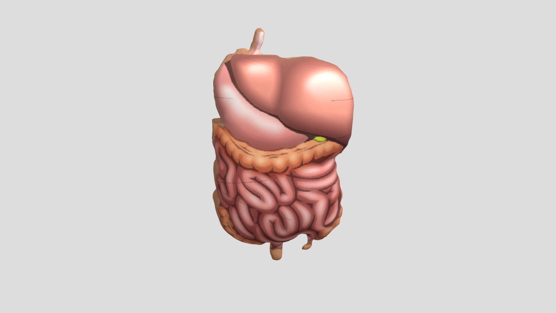 CONTOH ORGAN MANUSIA