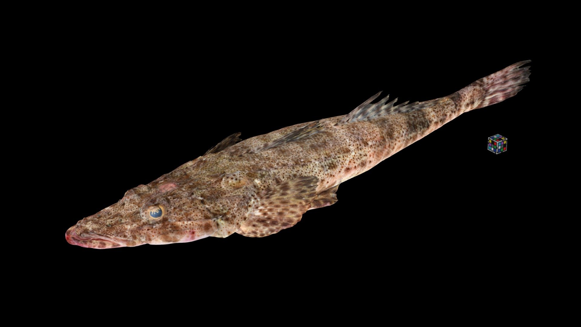 ワニゴチ Bartail Flathead Inegocia Ochiaii Download Free 3d Model By