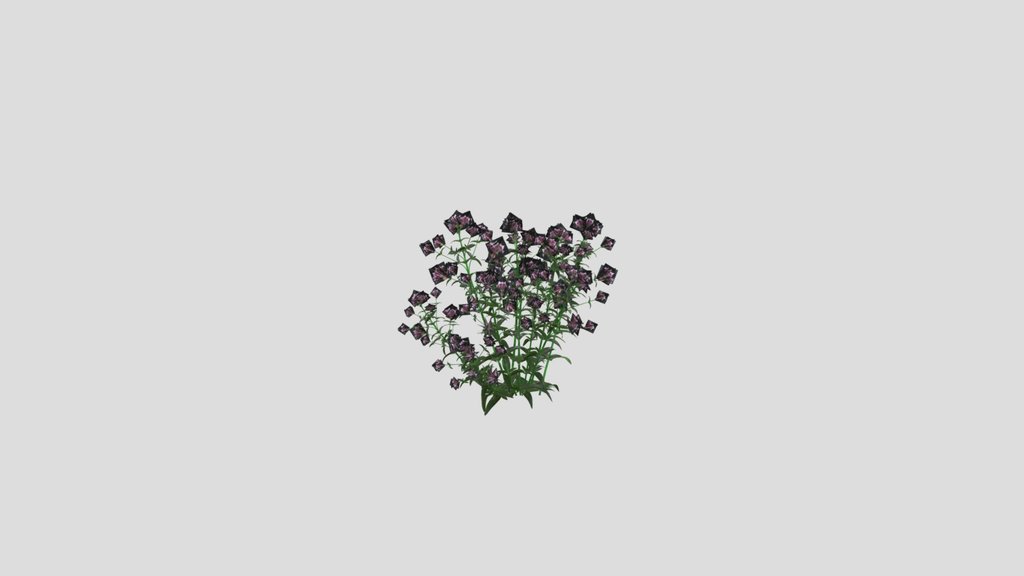 Flowering Oregano