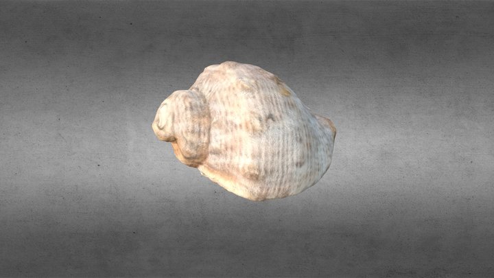 Sea-Shell 2 3D Model