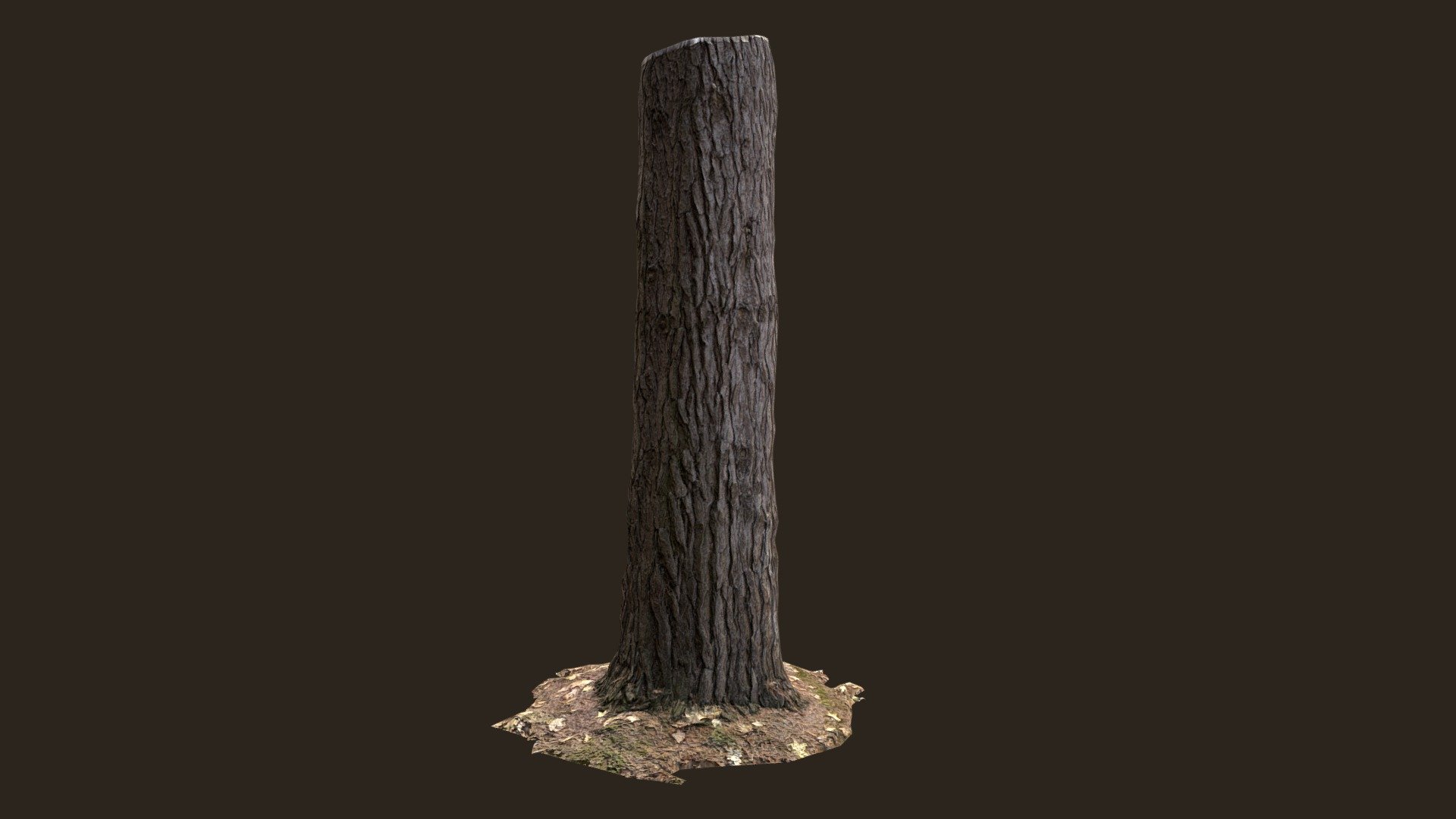 3D scanned Tree trunk 07