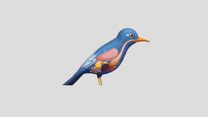 Struktur Burung 3D Model