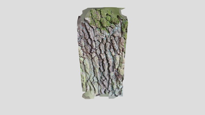 Quercus oak – Modello 3D gratuito STL