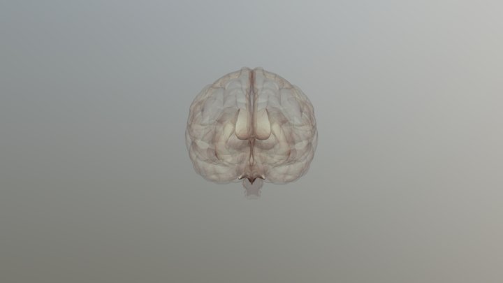 Human brain with ventricle 3D Model