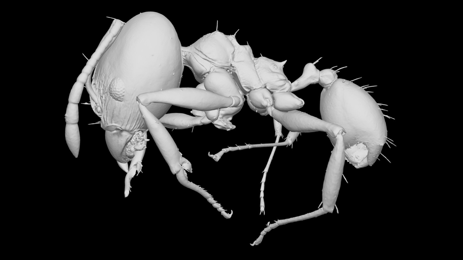 Pheidole abakytan Major Worker CASENT0742943