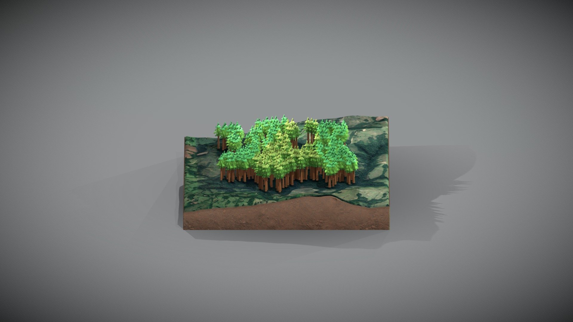 Floresta_01