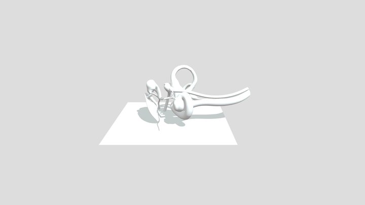 Anatomy-of-the-inner-ear 3D Model