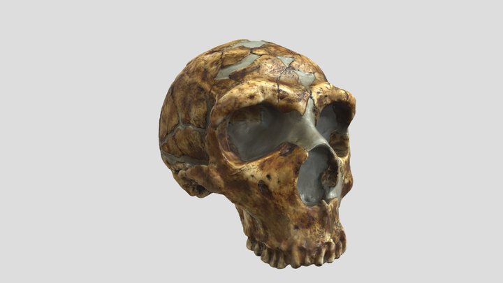 Neanderthal Skull 3D Model