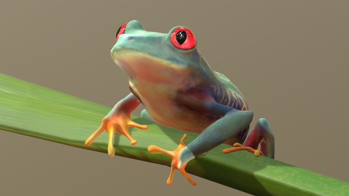 Flog 3D Model