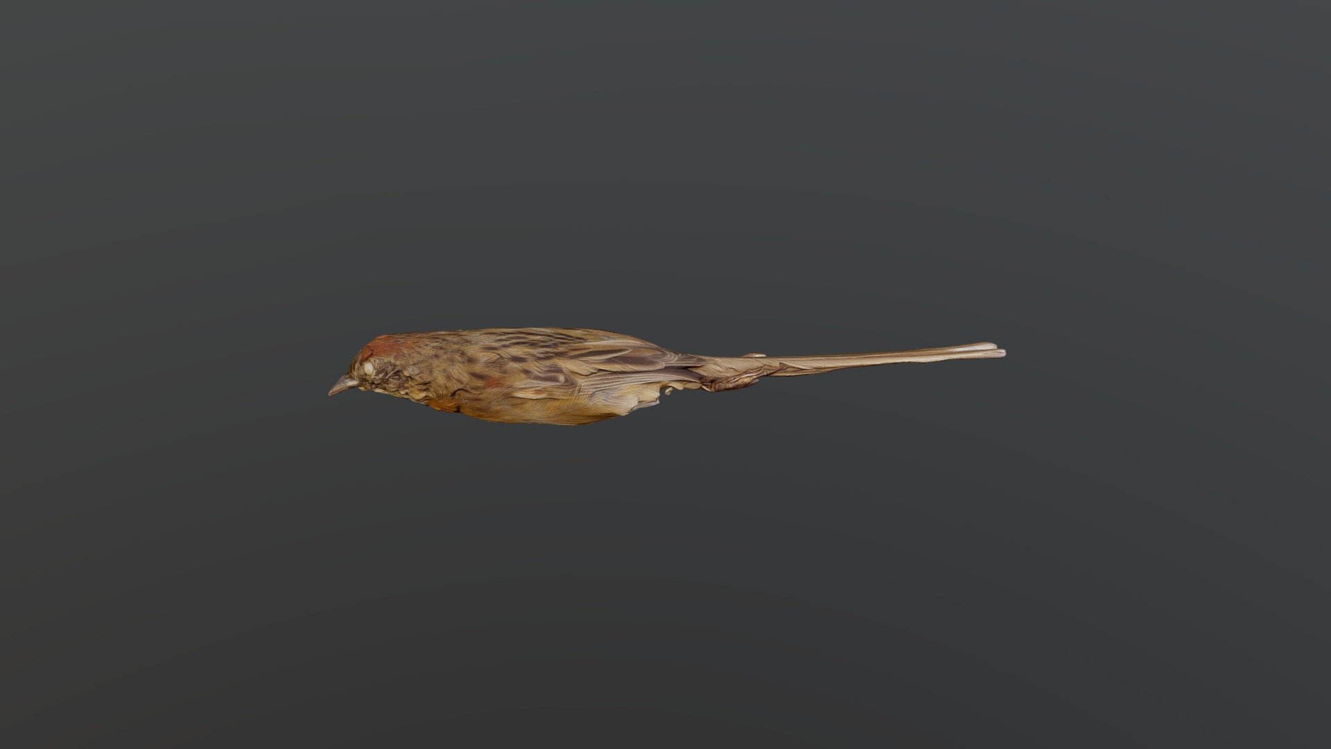 Chotoy Spinetail - Schoeniophylax phryganophilus