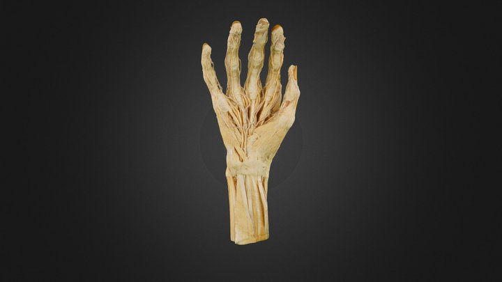 Right forearm and hand 3D Model