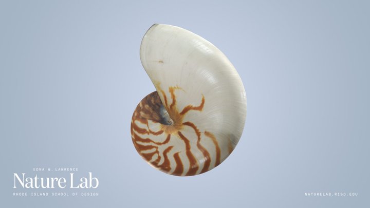Nautilus Shell 3D Model