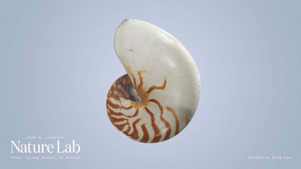 Nautilus Shell