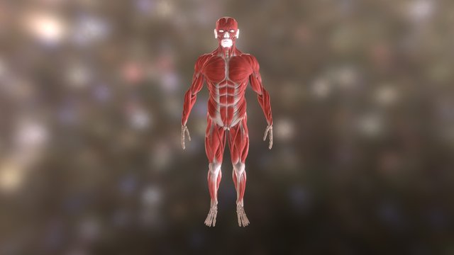 Ecorche male 3D Model