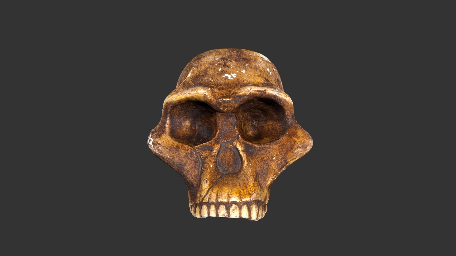 Australopithecus prometheus (1979rp1)