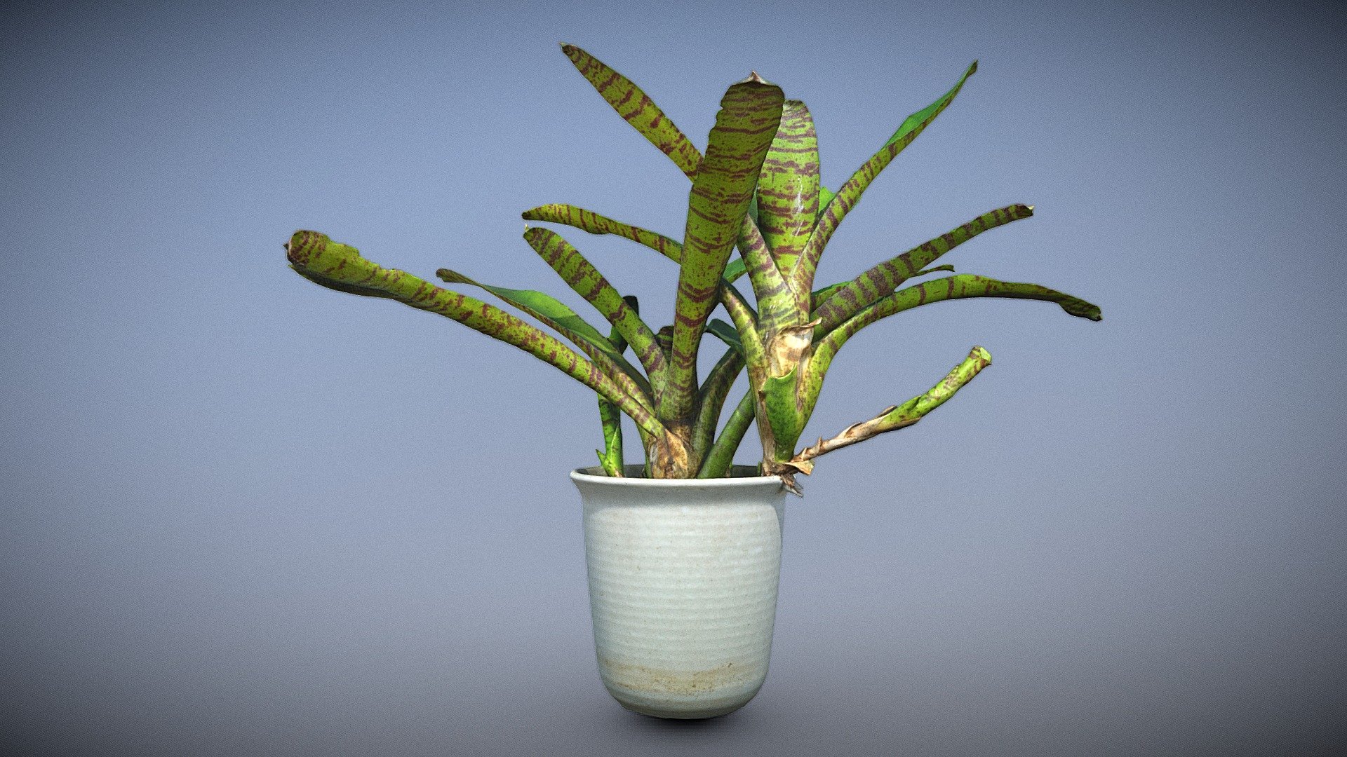 Bromeliad - Download Free 3D model by Frank McMains (@frankmcmains ...