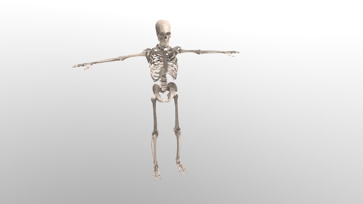 Skeleton System 3D Model