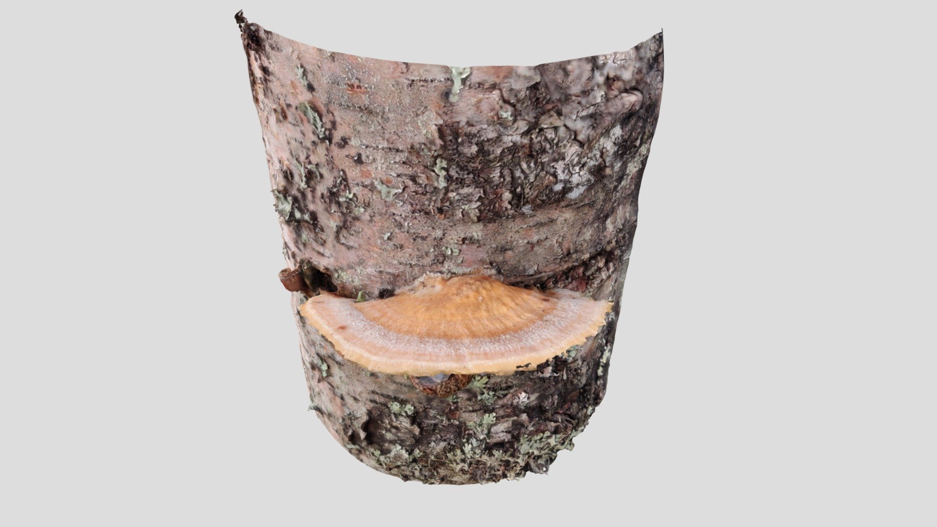 Pinovyökääpä, zonticka (Trametes ochracea)