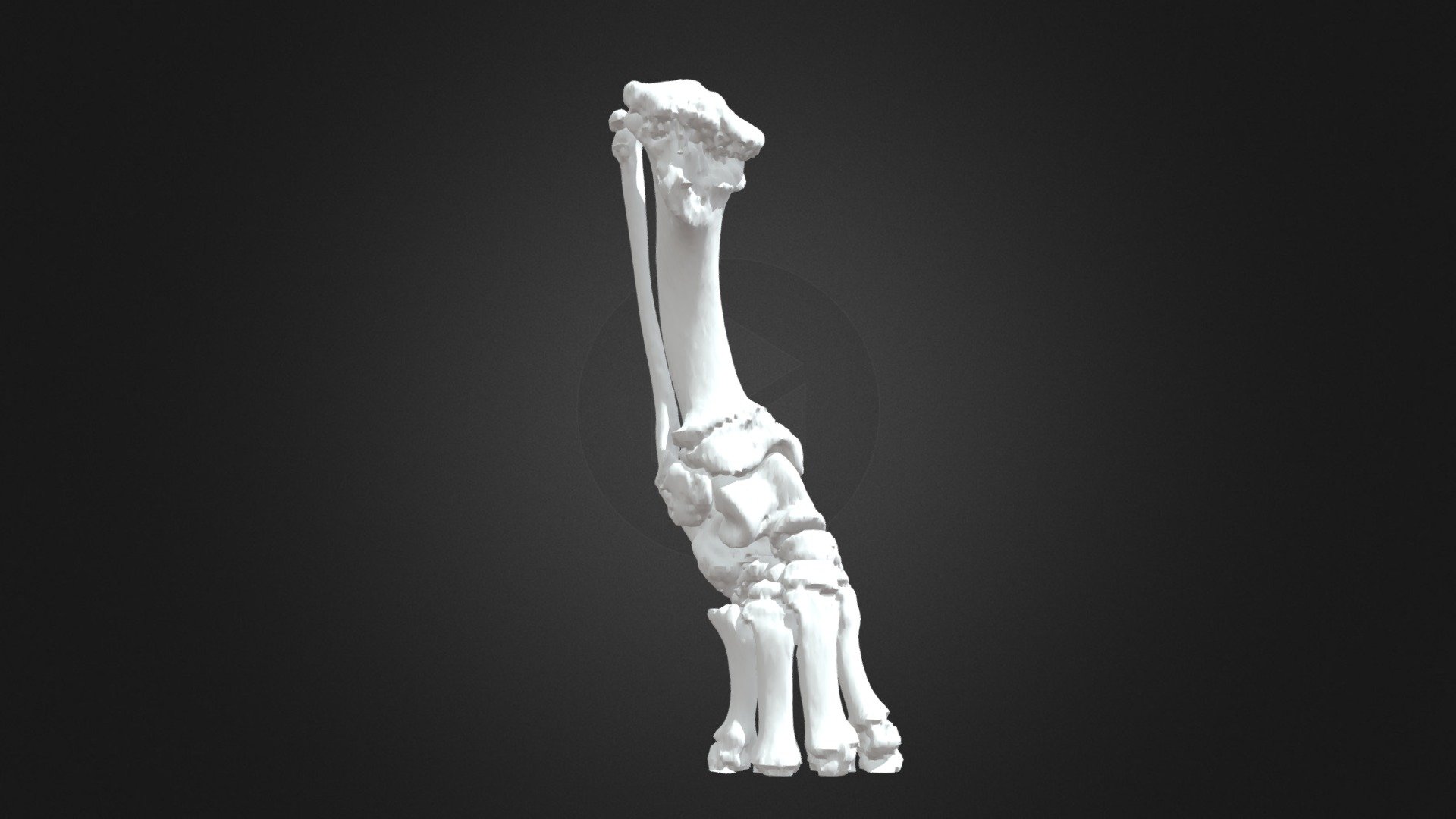 Canine Tibial Deformity - 3D model by yuhuihuang [9b582b4] - Sketchfab