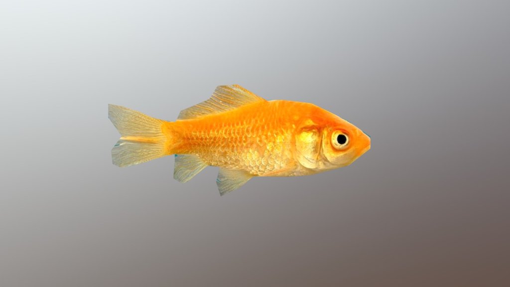 Peixe - 3D model by DrakkenX [9b60a0f] - Sketchfab