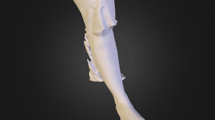 Foot 3D Model