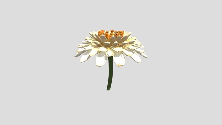 Realistic Jasmine Flower 3D Model,Night jasmine