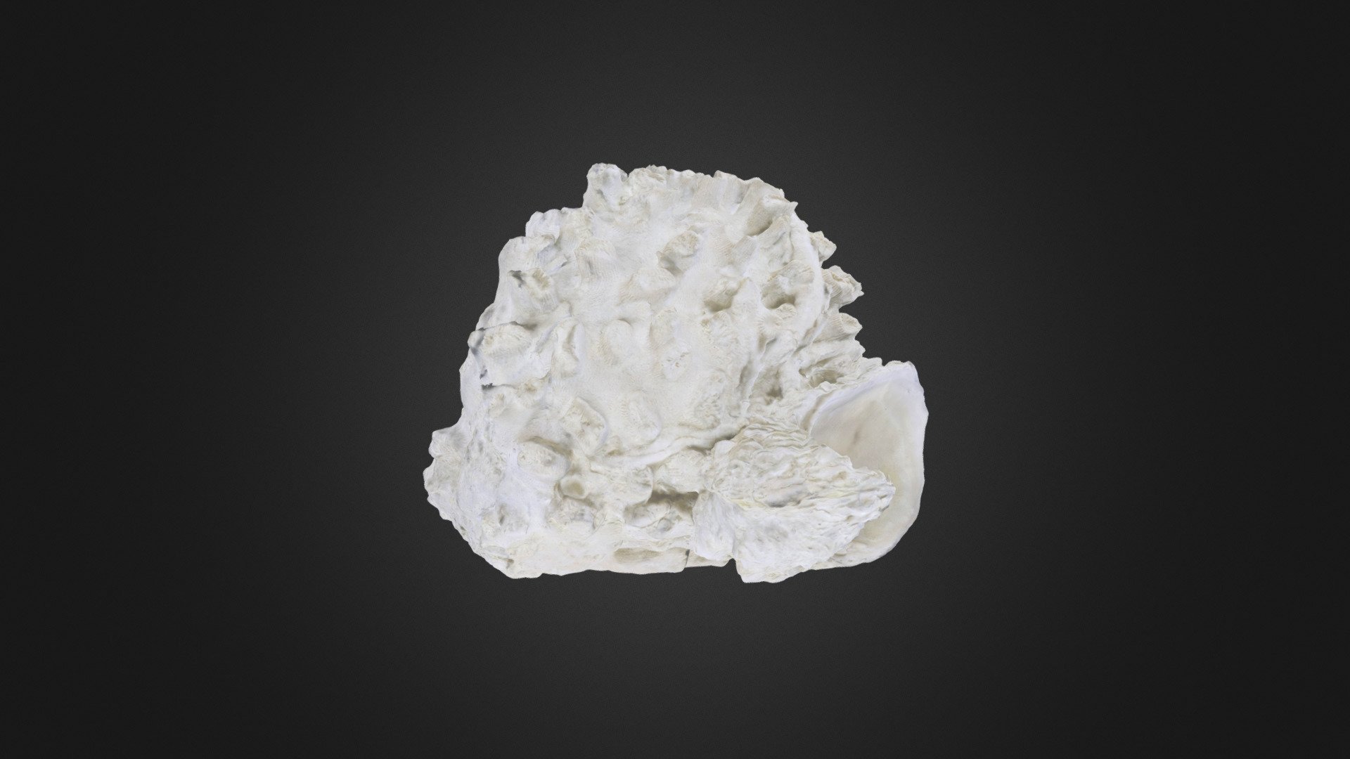 Coral: Dichocoenia sp. (PRI 76874)