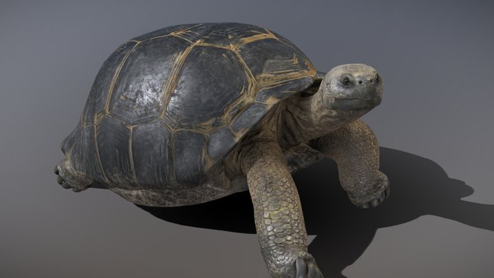Galápagos Giant Tortoise 3D Model
