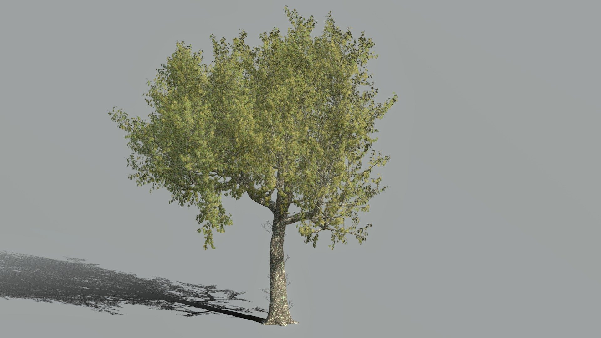 High Poly Red Oak Tree - Buy Royalty Free 3D model by dannysgallegos ...