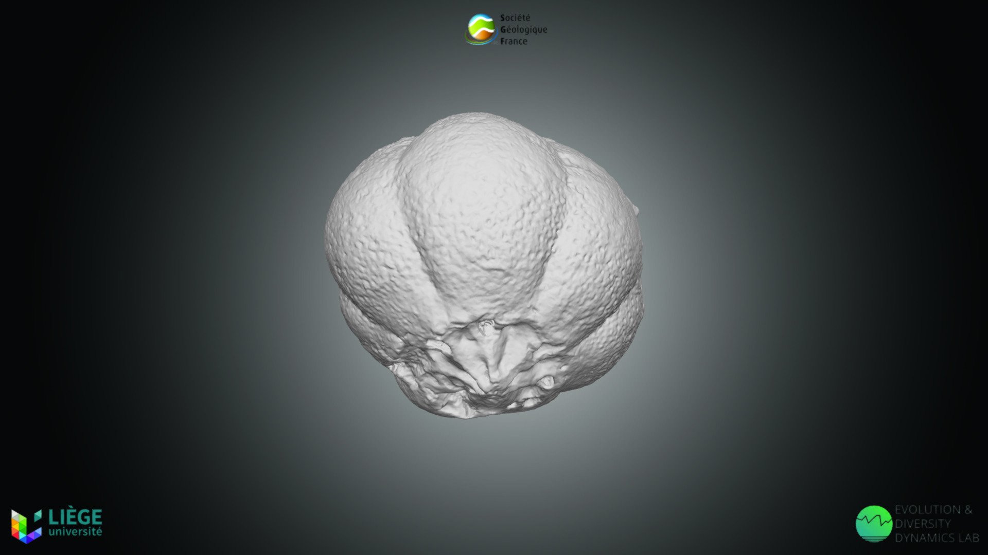 Echinoderme - Lobolithe de Scyphocrinites sp.