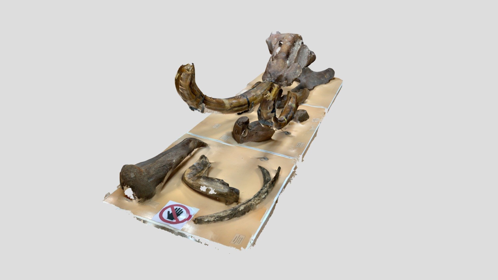 Mamuth skeleton