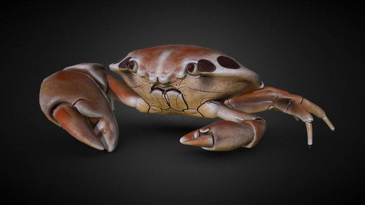 Crab 7- Eleven 3D Model