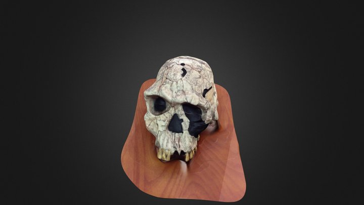 Homo habilis 3D Model