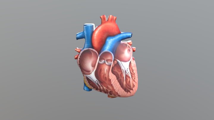 Jantung Berdenyut 3 3D Model
