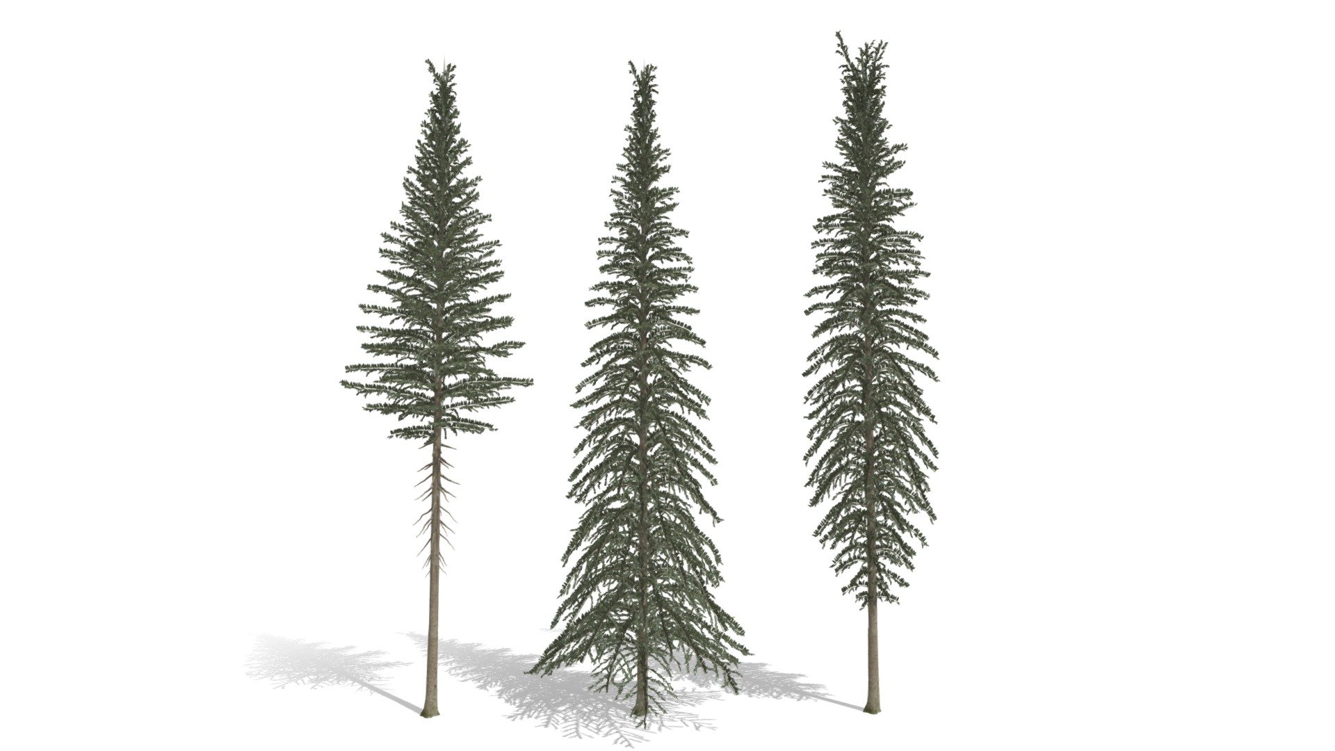 Spruce Tree Pack - Buy Royalty Free 3D model by hkhalif [9b770ac ...