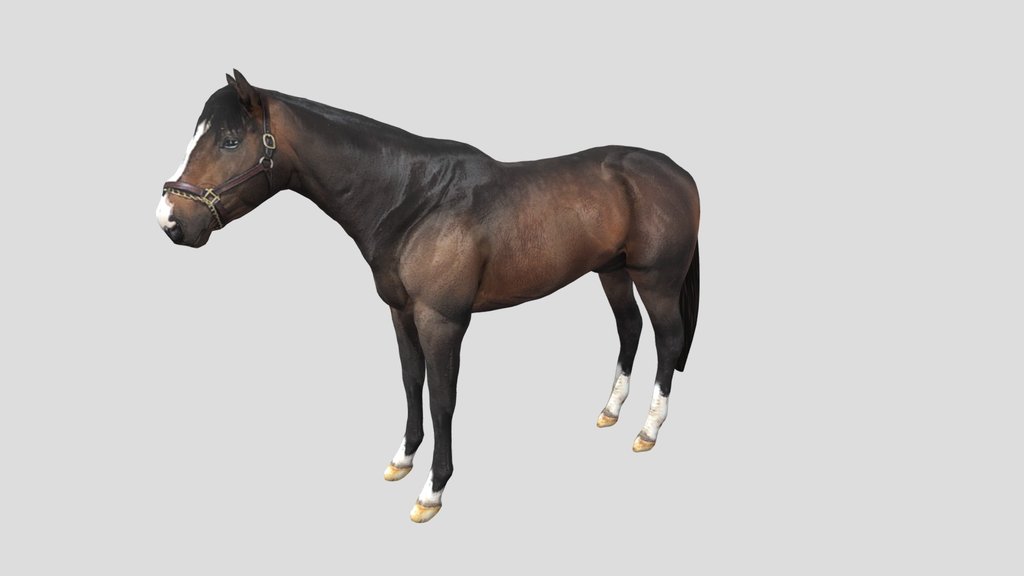 Horse free download